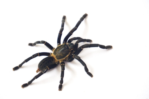 Photo close-up of spider on white background