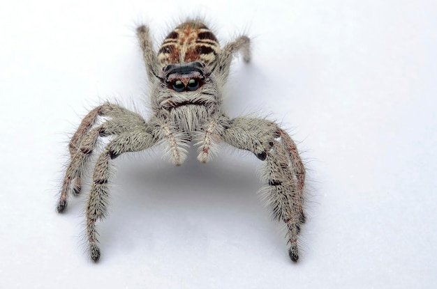 Photo close-up of spider on white background