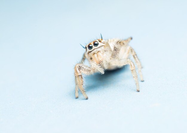 Close-up of spider on white background