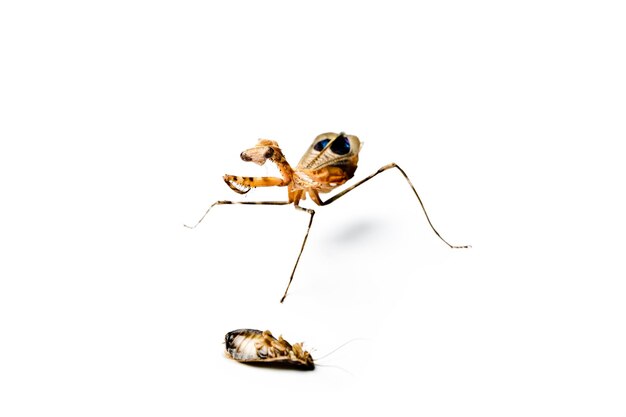 Photo close-up of spider on white background