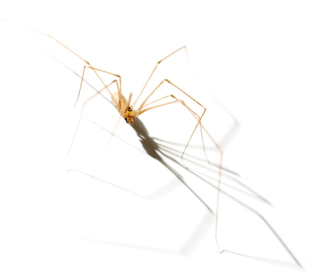 Foto close-up di un ragno su sfondo bianco