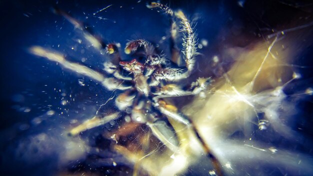 Foto close-up di un ragno sulla finestra