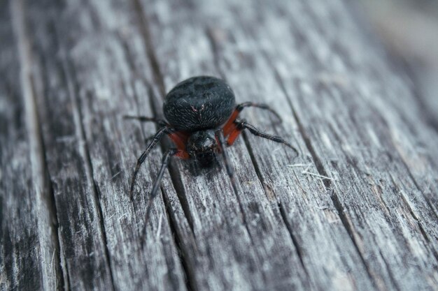 Photo close-up of spider on wood