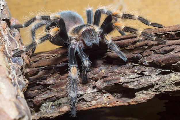 Foto prossimo piano di un ragno sul legno