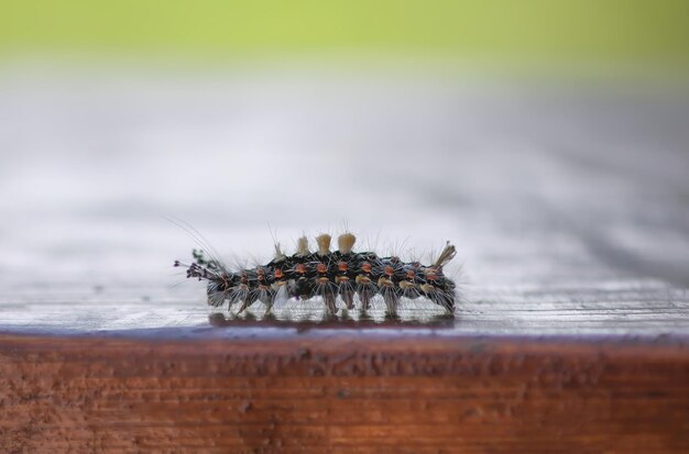 Close-up of spider on wooden table