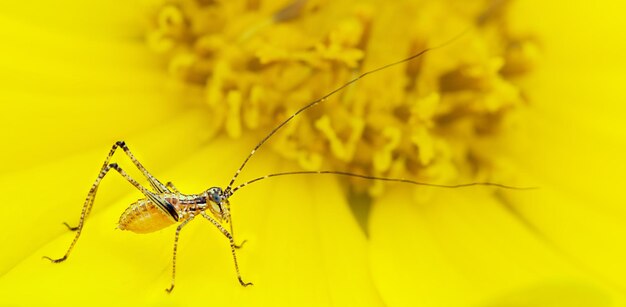 Close-up of spider on yellow flower