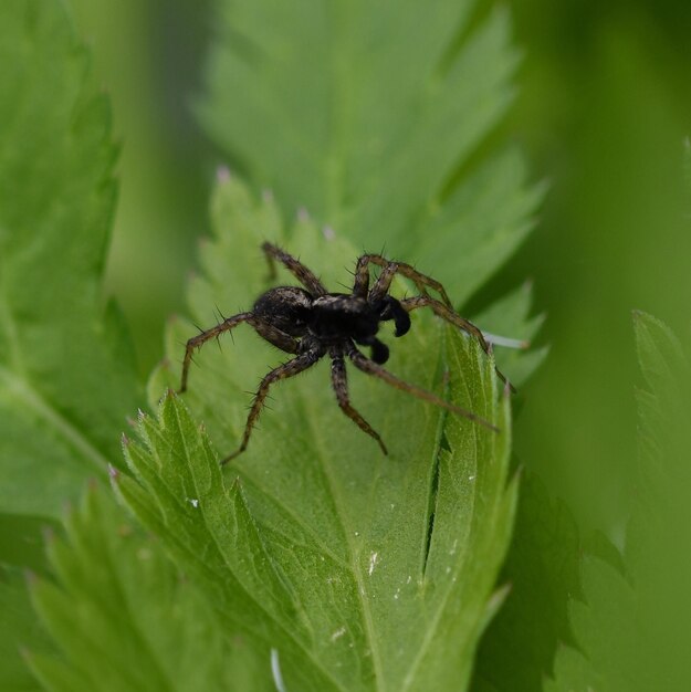 Close-up of spider