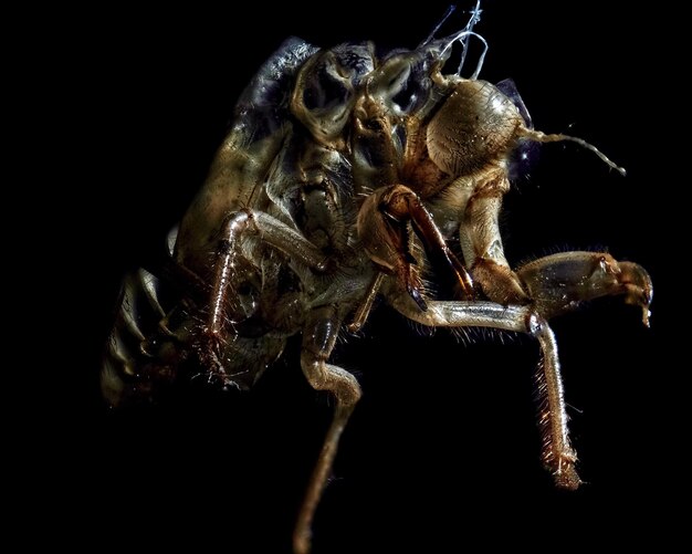 Photo close-up of spider