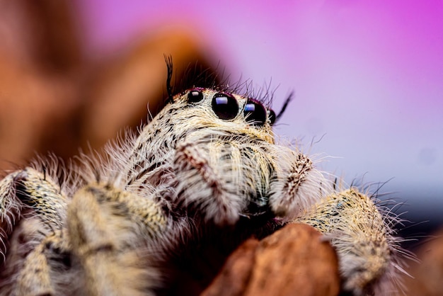 Photo close-up of spider