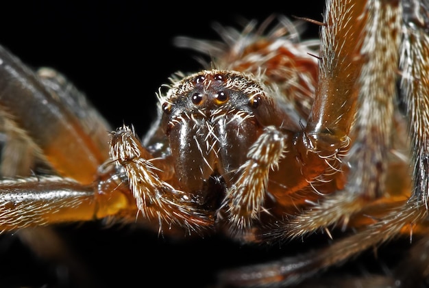 Photo close-up of spider