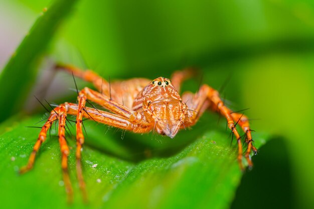 Close-up of spider