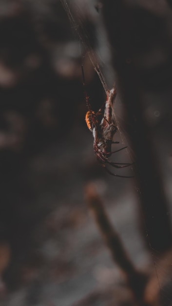 Photo close-up of spider