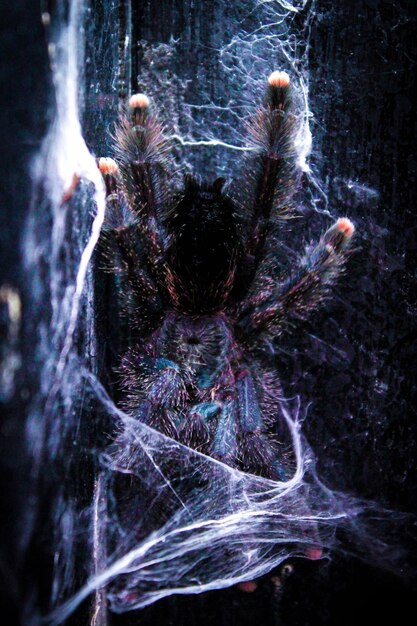 Photo close up of spider