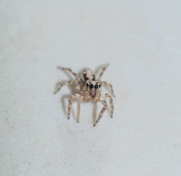 Photo close-up of spider