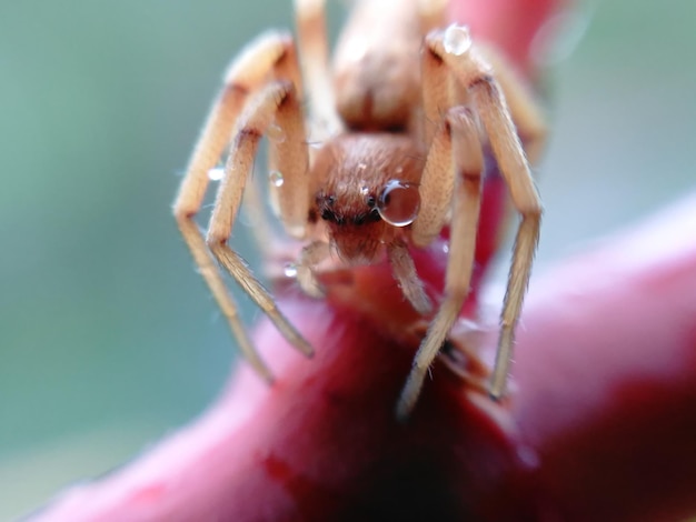 Photo close-up of spider