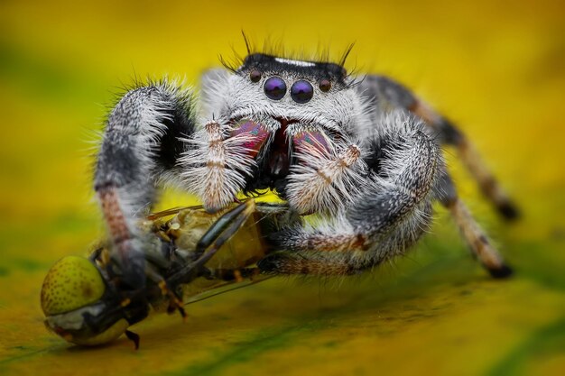 Close-up of spider