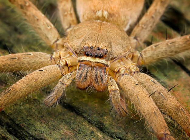 Close-up of spider