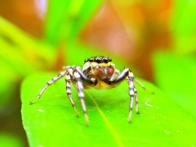 Close-up of spider