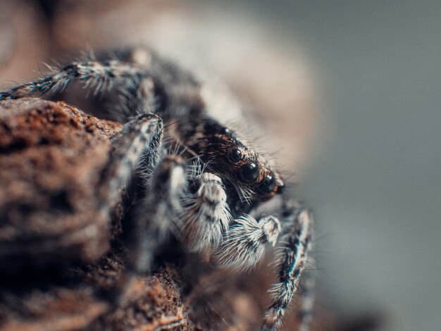 Close-up of spider