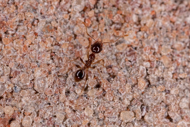 Close-up of spider