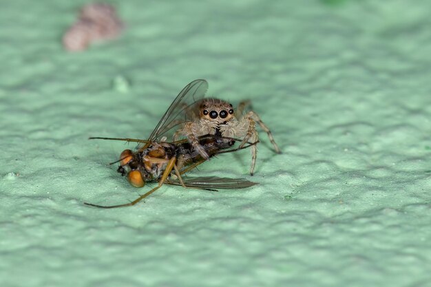 Close-up of spider