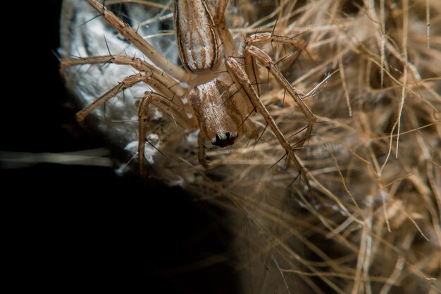 Close-up of spider