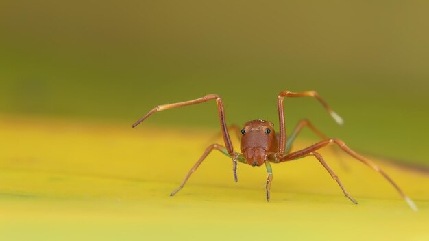 Close-up of spider