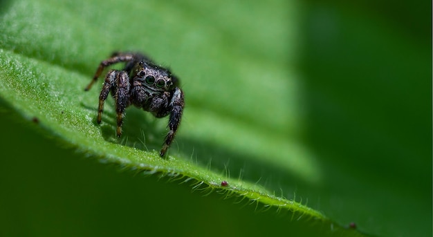 Close-up of spider