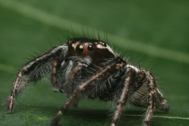 Close-up of spider