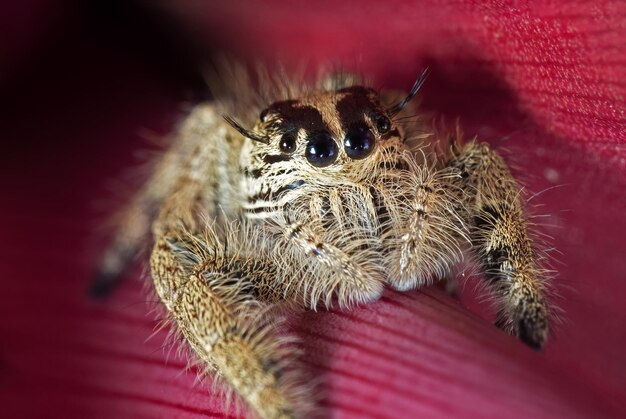 Photo close-up of spider