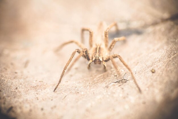 Close-up of spider