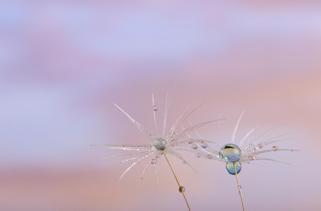 Close-up of spider