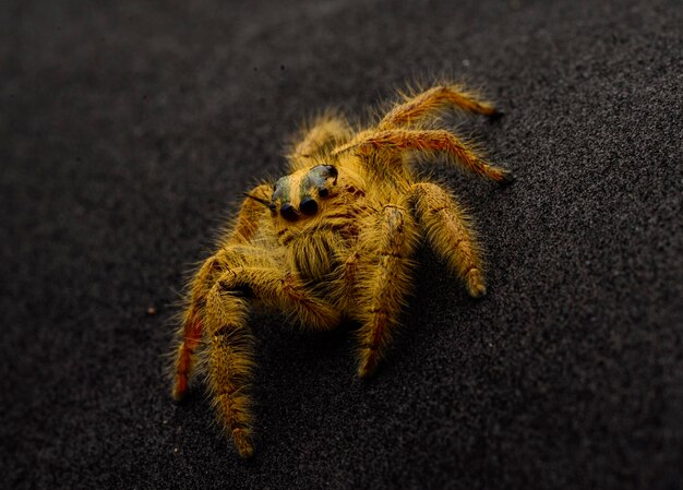 Photo close-up of spider