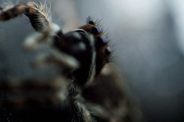 Photo close-up of spider