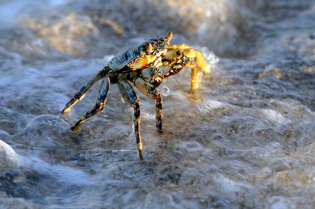 Foto prossimo piano di un ragno