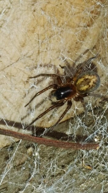 Close-up of spider