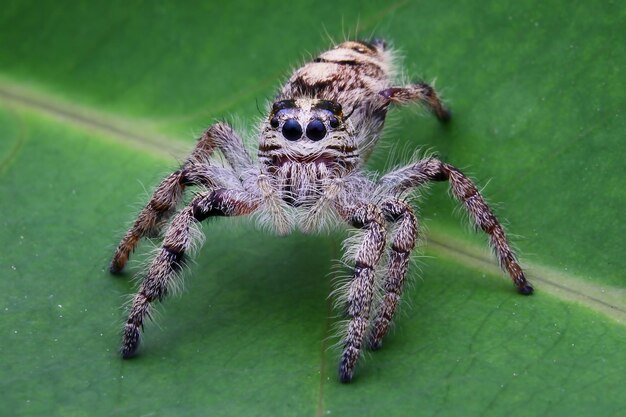 Close-up of spider