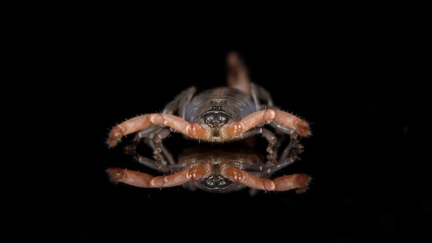 Photo close-up of spider