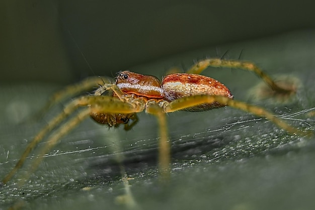 Photo close-up of spider