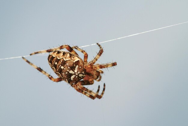 Photo close-up of spider