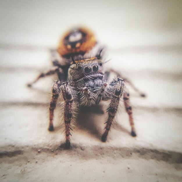 Close-up of spider