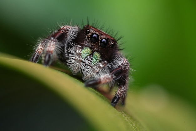 Close-up of spider