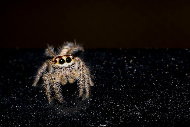 Photo close-up of spider