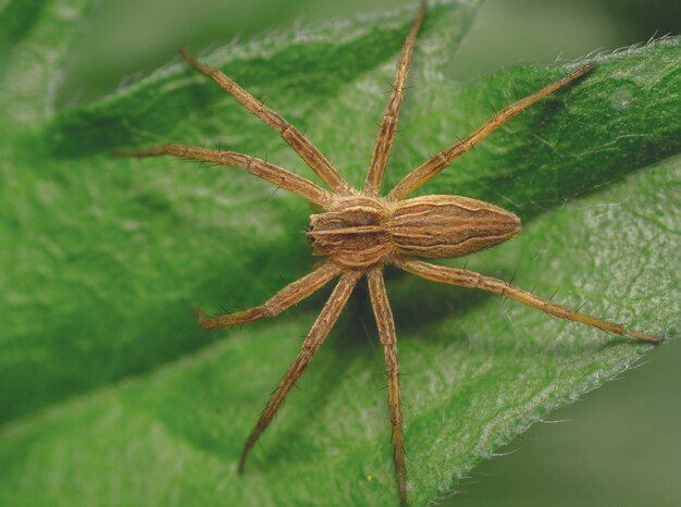 Photo close-up of spider