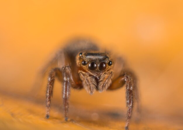 Photo close-up of spider