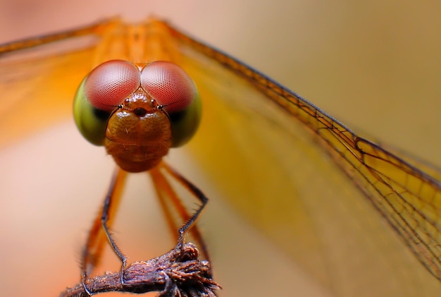 Foto prossimo piano di un ragno