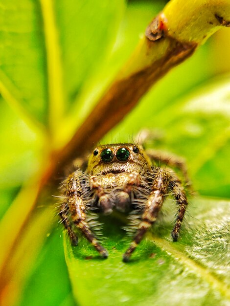 Close-up of spider