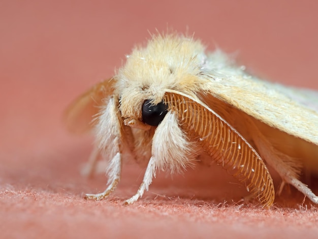 Photo close-up of spider