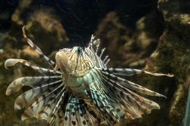 Foto prossimo piano di un ragno