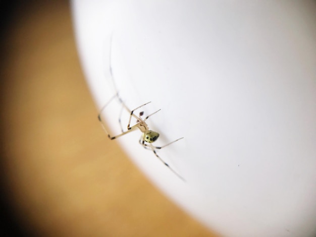 Photo close-up of spider